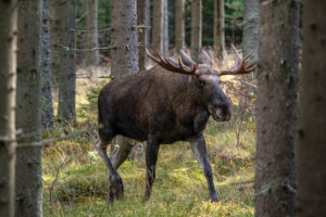Jägarnas riskförbund