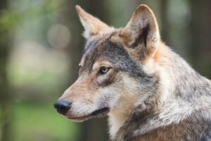 Jägarnas riskförbund