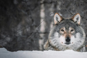 Jägarnas riskförbund