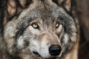 Jägarnas riskförbund