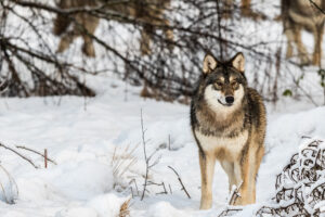 Jägarnas riskförbund